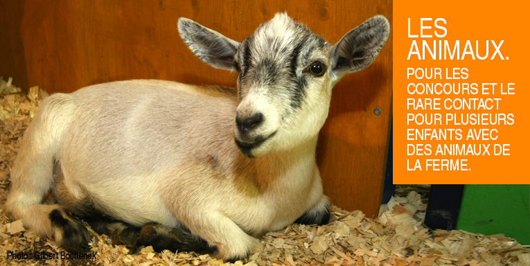 Chèvre