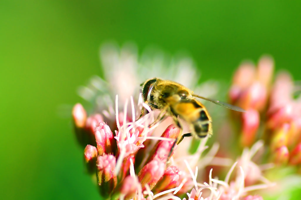 abeille qui butine