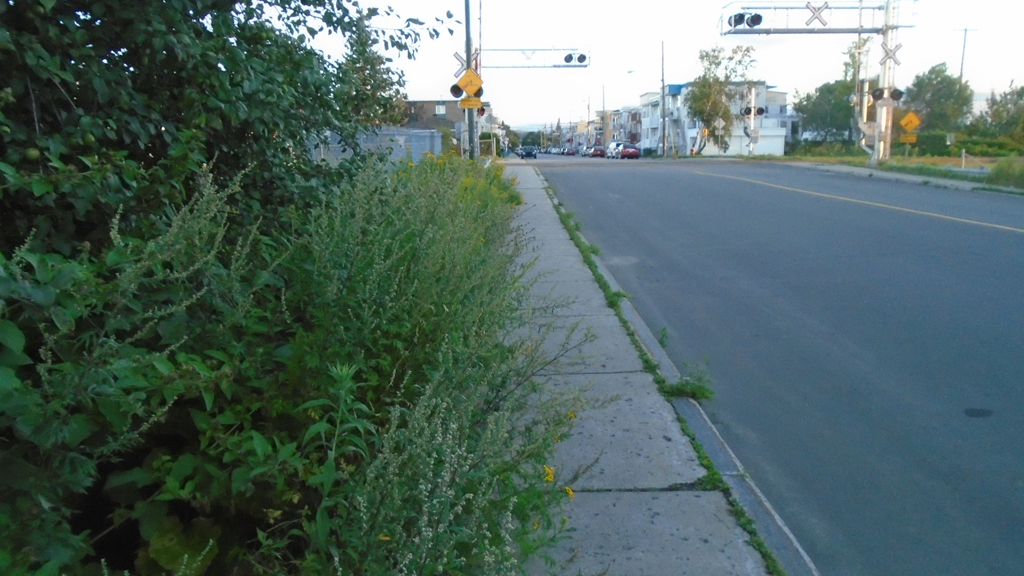 Mauvaises herbes sur trottoir