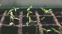 Pousses de plantes