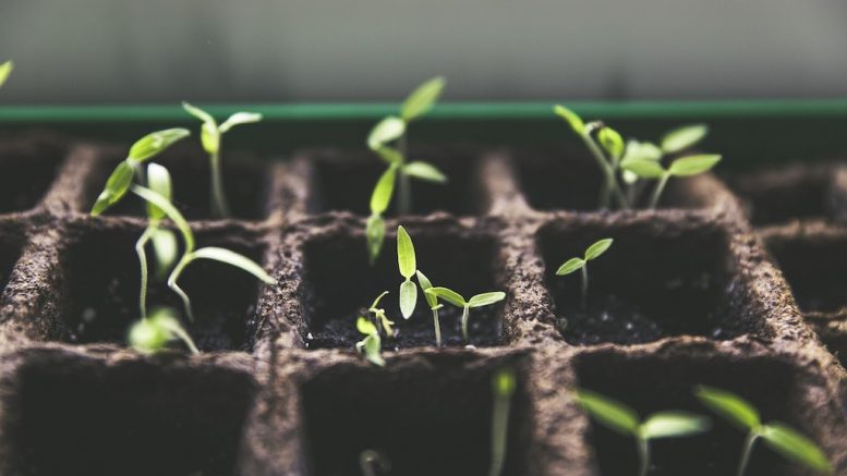 Pousses de plantes