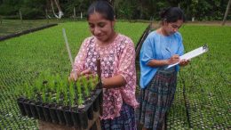 Deux femmes s'occupent de petits arbres