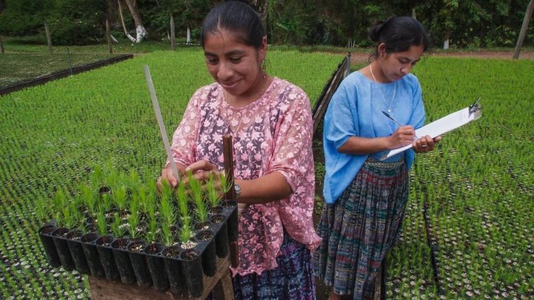 Deux femmes s'occupent de petits arbres