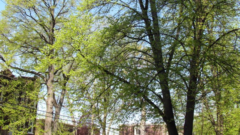 Arbre feuillu