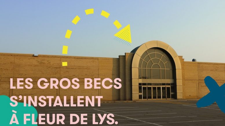 Les Gros Becs s'installeront à Fleur de Lys