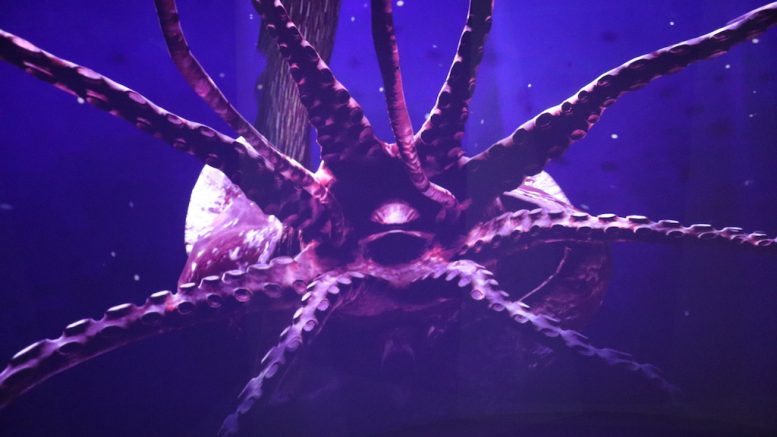 Images de l'expérience immersive ImMERsion.