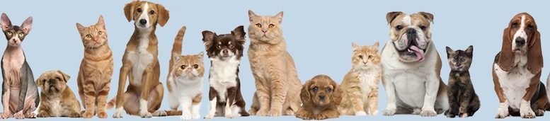 Des chats et des chiens
