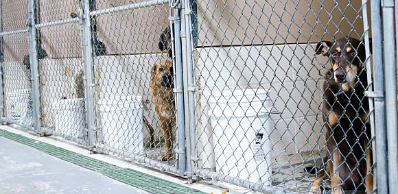 Chiens dans des enclos clôturés