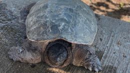 Tortue