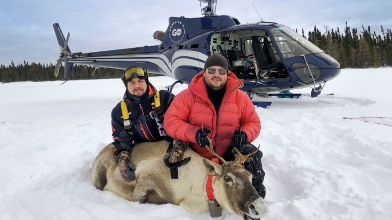 Le pilote d'hélicoptère en mission de gestion de la faune, Michaël Vaugeois (droite) et son collègue, biologiste