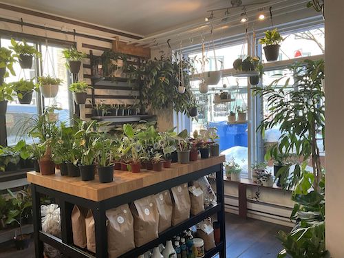 Intérieur de la boutique Jardins Vitrum Hortis