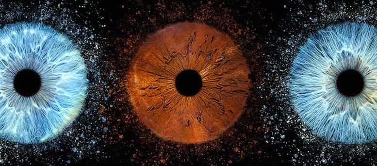 Une œuvre à partir d'iris. (Crédit photo : Iris Galerie)
