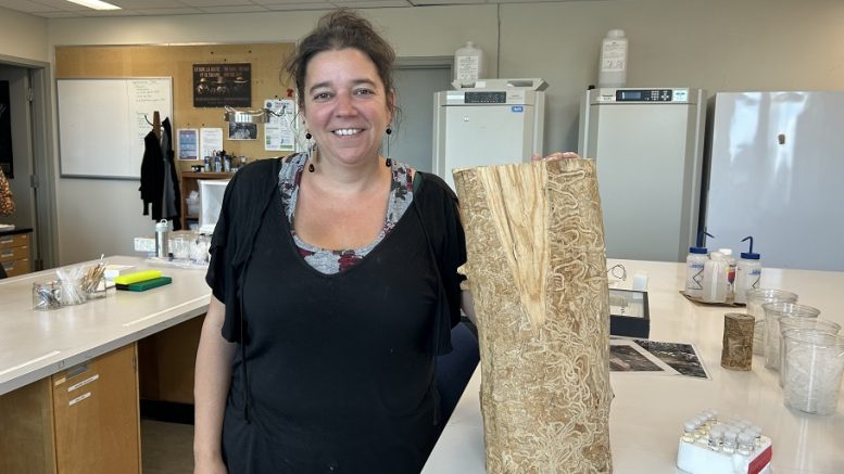 Véronique Martel est chercheuse en Entomologie pour Ressources naturelles Canada. (Photo: Xavier Renald)