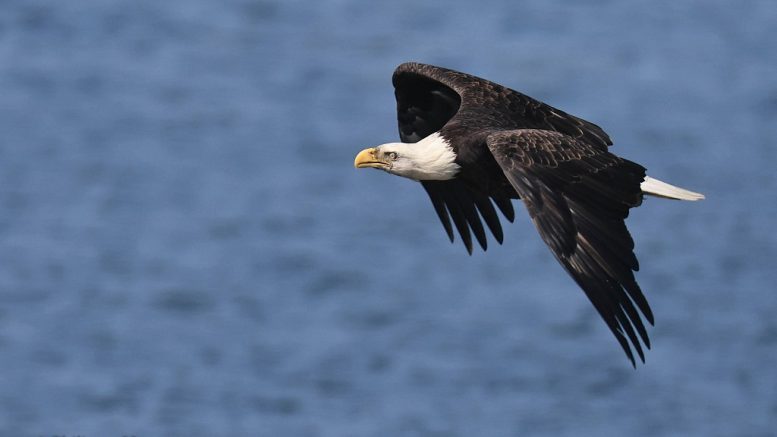 Pygargue à tête blanche. Photo: Philippe Moussette