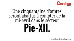 Une cinquantaine d’arbres seront abattus à compter de la mi-avril dans le secteur Pie-XII.