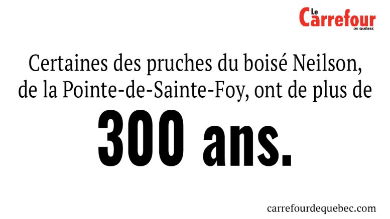 Certaines des pruches du boisé Neilson, de la Pointe-de-Sainte-Foy, ont de plus de 300 ans.
