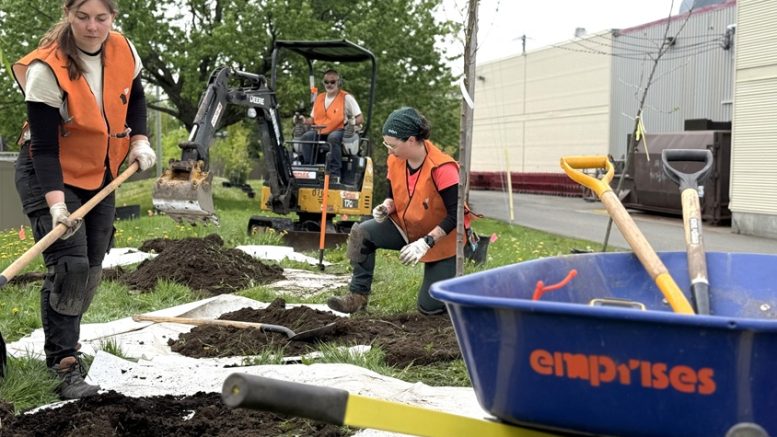 1000 arbres pour la Basse-Ville de Québec (crédit photo: Mathieu Caron)
