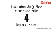 L’Aquarium du Québec vient d'accueillir 4 loutres de mer.