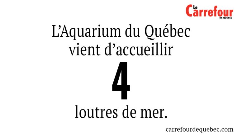 L’Aquarium du Québec vient d'accueillir 4 loutres de mer.
