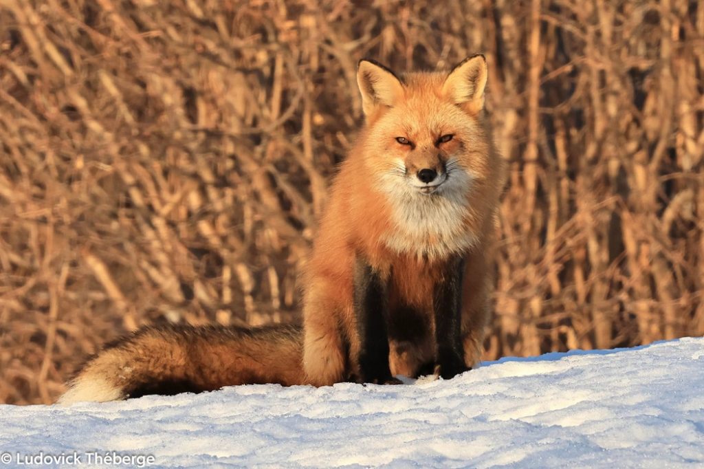 Un renard capturé par la lentille de Ludovick Théberge. (Photo: Ludovick Théberge)