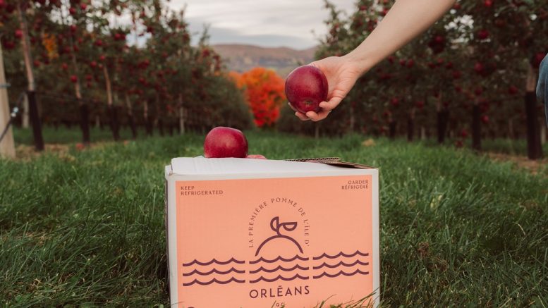 La pomme Orléans est une nouvelle variété de pommes offerte bientôt chez Metro. (Photo: LensBrothers)